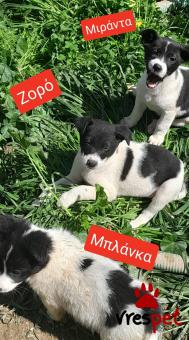 Ράτσα: Άγνωστο - Ημίαιμο | Ηλικία: 2 μηνών | Φύλο: Αρσενικό | Αρ. Microchip: 9012362545478 | Ημίαιμο | Περιοχή: Λαυρεωτική, Αττική