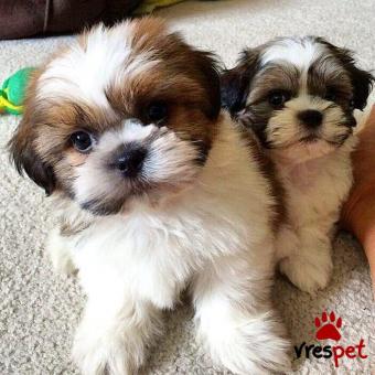 Ράτσα: Σιχ Τσού - Shih Tzu | Ηλικία: 2 μηνών | Φύλο: Θηλυκό | Αρ. Microchip: 985113009875945 | Ιδιώτης | Εκπαιδευμένο | Pedigree | Περιοχή: Αθήνα, Αττική