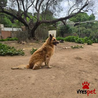 Ράτσα: Άγνωστο - Ημίαιμο | Ηλικία: 5+ | Φύλο: Θηλυκό | Αρ. Microchip: - | Περιοχή: Νέα Σμύρνη, Αττική