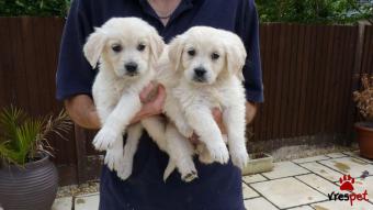 Ράτσα: Γκόλντεν Ριτρίβερ - Golden Retriever | Ηλικία: 2,5 μηνών | Φύλο: Αρσενικό | Αρ. Microchip: 908341290780965 | Ιδιώτης | Εκπαιδευμένο | Pedigree | Περιοχή: Αθήνα, Αττική