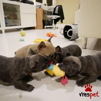 Ράτσα: Γαλλικό Μπουλντόγκ - Bulldog | Ηλικία: 2,5 μηνών | Φύλο: Θηλυκό | Αρ. Microchip: 90289003090210 | Ιδιώτης | Εκπαιδευμένο | Pedigree | Περιοχή: Αθήνα, Αττική