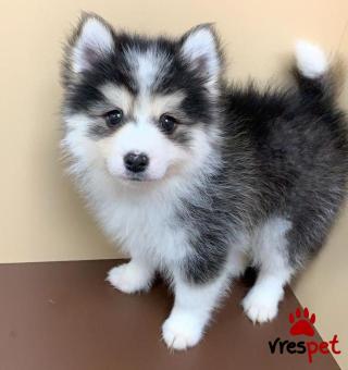 Ράτσα: Σιβηριανός Χάσκι - Siberian Husky | Ηλικία: 2,5 μηνών | Φύλο: Αρσενικό | Αρ. Microchip: 985113009875934 | Ιδιώτης | Εκπαιδευμένο | Pedigree | Περιοχή: Αθήνα, Αττική