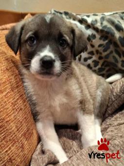 Ράτσα: Άγνωστο - Ημίαιμο | Ηλικία: 2 μηνών | Φύλο: Θηλυκό | Αρ. Microchip: 00000000000  | Περιοχή: Άλιμος, Αττική