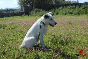 Ράτσα: Άγνωστο - Ημίαιμο | Ηλικία: 5 μηνών | Φύλο: Αρσενικό | Αρ. Microchip: 000000000000000000000 | Ημίαιμο | Περιοχή: Χαϊδάρι, Αττική