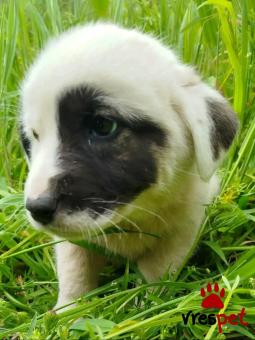 Ράτσα: Άγνωστο - Ημίαιμο | Ηλικία: 2 μηνών | Φύλο: Αρσενικό | Αρ. Microchip: - | Περιοχή: Κιλκίς, Μακεδονία