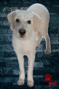 Ράτσα: Λαμπραντόρ - Labrador | Ηλικία: 5 μηνών | Φύλο: Αρσενικό | Αρ. Microchip: 900090989878767 | Περιοχή: Λαυρεωτική, Αττική
