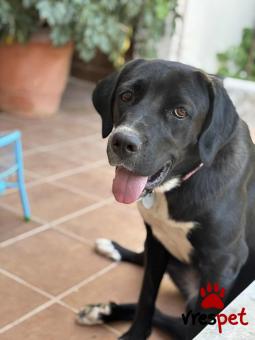 Ράτσα: Λαμπραντόρ - Labrador | Ηλικία: 1 έτους | Φύλο: Θηλυκό | Αρ. Microchip: 0 | Ημίαιμο | Περιοχή: Γλυφάδα, Αττική