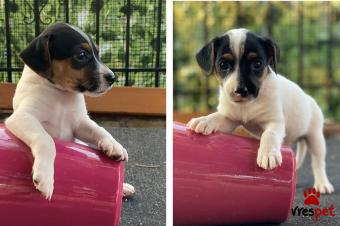 Ράτσα: Τζακ Ράσελ Τεριέ - Jack Russell Terrier | Ηλικία: 2 μηνών | Φύλο: Αρσενικό | Αρ. Microchip: 941000011449195 | Ιδιώτης | Περιοχή: Καλαμαριά, Θεσσαλονίκη