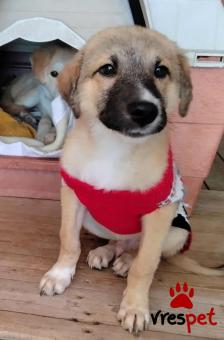 Ράτσα: Άγνωστο - Ημίαιμο | Ηλικία: 6 μηνών | Φύλο: Αρσενικό | Αρ. Microchip: 0 | Ημίαιμο | Περιοχή: Γλυφάδα, Αττική