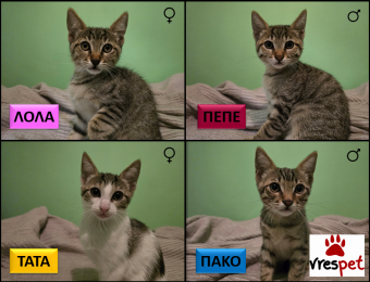 Ράτσα: Άγνωστο - Ημίαιμο | Ηλικία: 2,5 μηνών | Φύλο: Αρσενικό | Αρ. Microchip: - | Περιοχή: Αττική