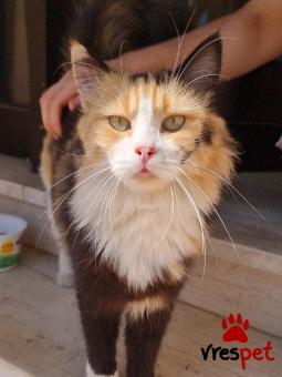 Ράτσα: Άγνωστο - Ημίαιμο | Ηλικία: 2 ετών | Φύλο: Θηλυκό | Αρ. Microchip: 90009823202567 | Ημίαιμο | Περιοχή: Ελευσίνα, Αττική