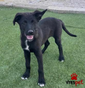 Ράτσα: Λαμπραντόρ - Labrador | Ηλικία: 3 μηνών | Φύλο: Θηλυκό | Αρ. Microchip: 0 | Ημίαιμο | Περιοχή: Γλυφάδα, Αττική