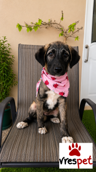 Ράτσα: Βελγικός Ποιμενικός Μαλινουά - Belgian Malinois | Ηλικία: 3 μηνών | Φύλο: Θηλυκό | Αρ. Microchip: 0 | Ημίαιμο | Περιοχή: Γλυφάδα, Αττική