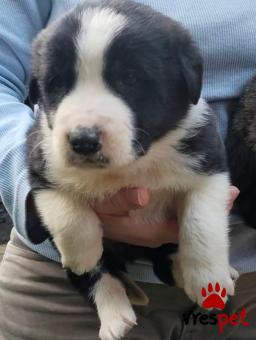 Ράτσα: Άγνωστο - Ημίαιμο | Ηλικία: 2 μηνών | Φύλο: Θηλυκό | Αρ. Microchip: 0000000 | Περιοχή: Κορδελιό Εύοσμος, Θεσσαλονίκη