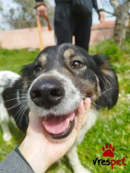 Ράτσα: Άγνωστο - Ημίαιμο | Ηλικία: 3 ετών | Φύλο: Θηλυκό | Αρ. Microchip: 0000000000000 | Περιοχή: Κορωπί, Αττική