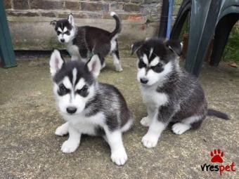 Ράτσα: Σιβηριανός Χάσκι - Siberian Husky | Ηλικία: 2,5 μηνών | Φύλο: Θηλυκό | Αρ. Microchip: 93720967893209 | Ιδιώτης | Εκπαιδευμένο | Pedigree | Περιοχή: Αθήνα, Αττική