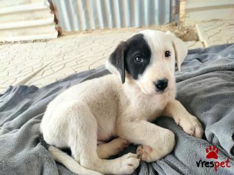 Ράτσα: Άγνωστο - Ημίαιμο | Ηλικία: 2,5 μηνών | Φύλο: Αρσενικό | Αρ. Microchip: 0 | Ημίαιμο | Περιοχή: Γλυφάδα, Αττική