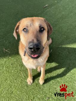 Ράτσα: Άγνωστο - Ημίαιμο | Ηλικία: 2 ετών | Φύλο: Αρσενικό | Αρ. Microchip: 0 | Ημίαιμο | Περιοχή: Γλυφάδα, Αττική