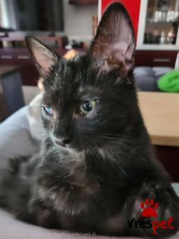 Ράτσα: Άγνωστο - Ημίαιμο | Ηλικία: 3 μηνών | Φύλο: Αρσενικό | Αρ. Microchip: 00000000000000 | Περιοχή: Μοσχάτο, Αττική