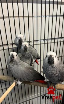 Είδος: Παπαγάλοι | Ιδιώτης | Περιοχή: Αθήνα, Αττική