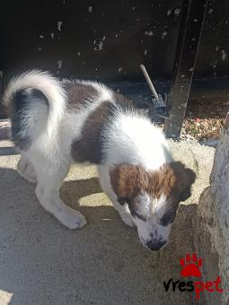 Ράτσα: Άγνωστο - Ημίαιμο | Ηλικία: 2 μηνών | Φύλο: Αρσενικό | Αρ. Microchip: Δεν έχει | Ιδιώτης | Ημίαιμο | 