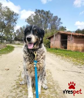 Ράτσα: Ελληνικός Ποιμενικός - Greek Shepherd | Ηλικία: 5+ | Φύλο: Θηλυκό | Αρ. Microchip: 676885677576767767 | Περιοχή: Σαρωνικός, Αττική