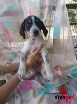 Ράτσα: Ελληνικός Ποιμενικός - Greek Shepherd | Ηλικία: 3 μηνών | Φύλο: Αρσενικό | Αρ. Microchip: 90000909090909 | Περιοχή: Λαυρεωτική, Αττική