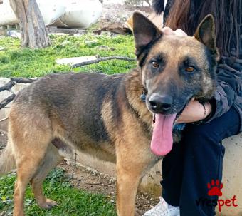 Ράτσα: Βελγικός Ποιμενικός Μαλινουά - Belgian Malinois | Ηλικία: 5+ | Φύλο: Αρσενικό | Αρ. Microchip: 676885677576767767 | Περιοχή: Σαρωνικός, Αττική