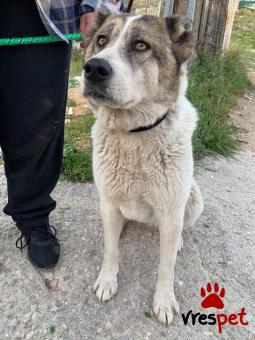 Ράτσα: Ελληνικός Ποιμενικός - Greek Shepherd | Ηλικία: 4 ετών | Φύλο: Θηλυκό | Αρ. Microchip: 900287001876923 | Ημίαιμο | Περιοχή: Αττική