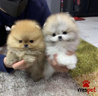 Ράτσα: Πομεράνιαν - Pomeranian | Ηλικία: 2 μηνών | Φύλο: Θηλυκό | Αρ. Microchip: 985113009394721 | Ιδιώτης | Εκπαιδευμένο | Pedigree | Περιοχή: Αθήνα, Αττική