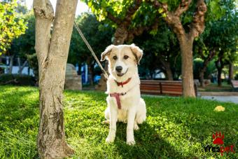 Ράτσα: Άγνωστο - Ημίαιμο | Ηλικία: 7 μηνών | Φύλο: Θηλυκό | Αρ. Microchip: 0 | Περιοχή: Νέα Σμύρνη, Αττική
