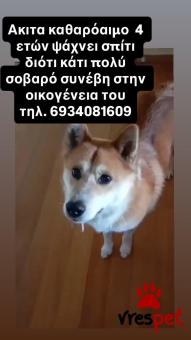 Ράτσα: Ακίτα Γιαπωνέζικος - Akita inu | Ηλικία: 4 ετών | Φύλο: Αρσενικό | Αρ. Microchip: 000000000000000000000 | Περιοχή: Χαϊδάρι, Αττική