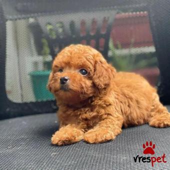 Ράτσα: Κανίς Βερικοκί - Caniche apricot | Ηλικία: 2,5 μηνών | Φύλο: Θηλυκό | Αρ. Microchip: 902201700403020 | Ιδιώτης | Εκπαιδευμένο | Pedigree | Περιοχή: Αθήνα, Αττική