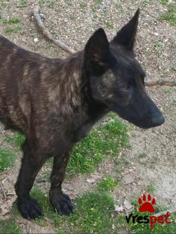 Ράτσα: Βελγικός Ποιμενικός - Belgian Sheepdog | Ηλικία: 4 ετών | Φύλο: Θηλυκό | Αρ. Microchip: 0000000 | Περιοχή: Κορδελιό Εύοσμος, Θεσσαλονίκη
