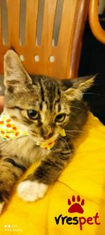 Ράτσα: Άγνωστο - Ημίαιμο | Ηλικία: 2,5 μηνών | Φύλο: Αρσενικό | Αρ. Microchip: 000000000000008 | Περιοχή: Καλύβια Θορικού, Αττική