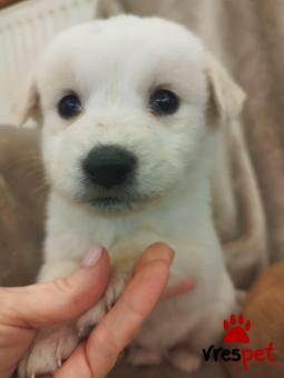 Ράτσα: Άγνωστο - Ημίαιμο | Ηλικία: 2 μηνών | Φύλο: Αρσενικό | Αρ. Microchip: 000000000000008 | Περιοχή: Καλύβια Θορικού, Αττική