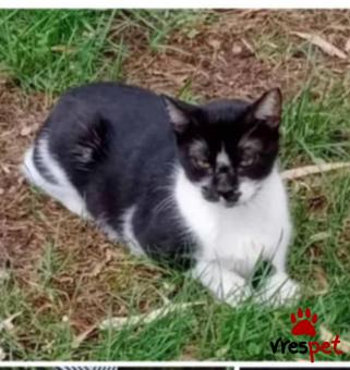 Ράτσα: Άγνωστο - Ημίαιμο | Ηλικία: 1 έτους | Φύλο: Αρσενικό | Αρ. Microchip: 000000000000000000000 | Ημίαιμο | Περιοχή: Χαϊδάρι, Αττική