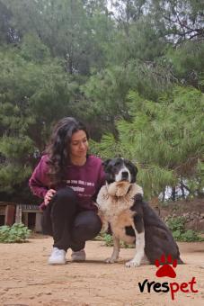 Ράτσα: Άγνωστο - Ημίαιμο | Ηλικία: 5+ | Φύλο: Θηλυκό | Αρ. Microchip: . | Περιοχή: Νέα Σμύρνη, Αττική