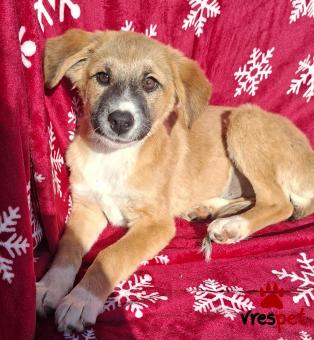 Ράτσα: Άγνωστο - Ημίαιμο | Ηλικία: 3 μηνών | Φύλο: Θηλυκό | Αρ. Microchip: 0 | Ημίαιμο | Περιοχή: Γλυφάδα, Αττική