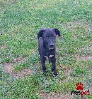 Ράτσα: Λαμπραντόρ - Labrador | Ηλικία: 3 μηνών | Φύλο: Αρσενικό | Αρ. Microchip: - | Ημίαιμο | Περιοχή: Θεσσαλονίκη, Θεσσαλονίκη