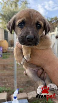 Ράτσα: Άγνωστο - Ημίαιμο | Ηλικία: 2 μηνών | Φύλο: Θηλυκό | Αρ. Microchip: 0 | Ημίαιμο | Περιοχή: Γλυφάδα, Αττική