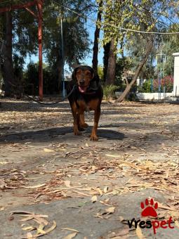 Ράτσα: Άγνωστο - Ημίαιμο | Ηλικία: 4 ετών | Φύλο: Θηλυκό | Αρ. Microchip: - | Περιοχή: Νέα Σμύρνη, Αττική