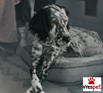 Ράτσα: Σέτερ Λάβερακ - Setter laverack | Ηλικία: 1 έτους | Φύλο: Αρσενικό | Αρ. Microchip: 900255001245695 | Περιοχή: Ελληνικό Αργυρούπολη, Αττική