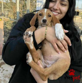 Ράτσα: Άγνωστο - Ημίαιμο | Ηλικία: 3 μηνών | Φύλο: Θηλυκό | Αρ. Microchip: 000000000000008 | Περιοχή: Καλύβια Θορικού, Αττική