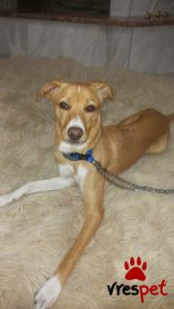 Ράτσα: Κοκόνι - Kokoni | Ηλικία: 3 ετών | Φύλο: Αρσενικό | Αρ. Microchip: - | Ημίαιμο | Περιοχή: Θεσσαλονίκη, Θεσσαλονίκη