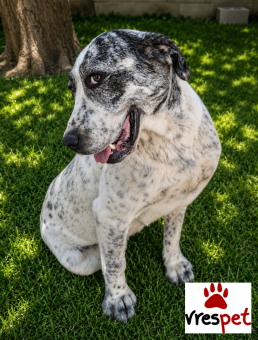 Ράτσα: Μαστίφ Ναπολιτάνο - Mastiff Napolitano | Ηλικία: 5+ | Φύλο: Θηλυκό | Αρ. Microchip: 0 | Ημίαιμο | Περιοχή: Γλυφάδα, Αττική