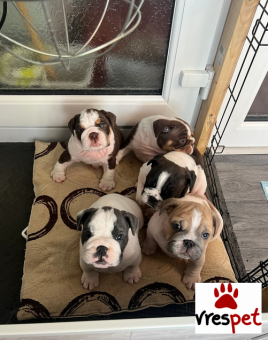 Ράτσα: Αγγλικό Μπουλντόγκ - English Bulldog | Ηλικία: 3 μηνών | Φύλο: Αρσενικό | Αρ. Microchip: 547445475566545 | Ιδιώτης | Pedigree | Περιοχή: Αθήνα, Αττική