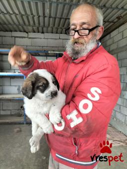 Ράτσα: Ελληνικός Ποιμενικός - Greek Shepherd | Ηλικία: 2 μηνών | Φύλο: Θηλυκό | Αρ. Microchip: 1234 | Ιδιώτης | Περιοχή: Θεσσαλονίκη, Θεσσαλονίκη