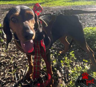 Ράτσα: Άγνωστο - Ημίαιμο | Ηλικία: 4 ετών | Φύλο: Θηλυκό | Αρ. Microchip: - | Περιοχή: Νέα Σμύρνη, Αττική