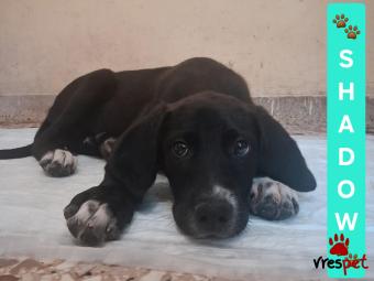 Ράτσα: Γκρέϊ χάουντ - Gray Hound | Ηλικία: 4 μηνών | Φύλο: Αρσενικό | Αρ. Microchip: 0000 | Ημίαιμο | Περιοχή: Μαρούσι, Αττική
